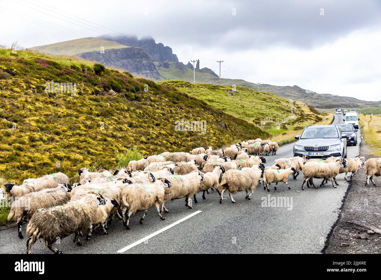 Isola di Skye fattoria pecore sulla strada tenere in mano le auto e il traffico come le pecore si muovono fuori della strada, Scozia, Regno Unito in un giorno d'estate Foto Stock