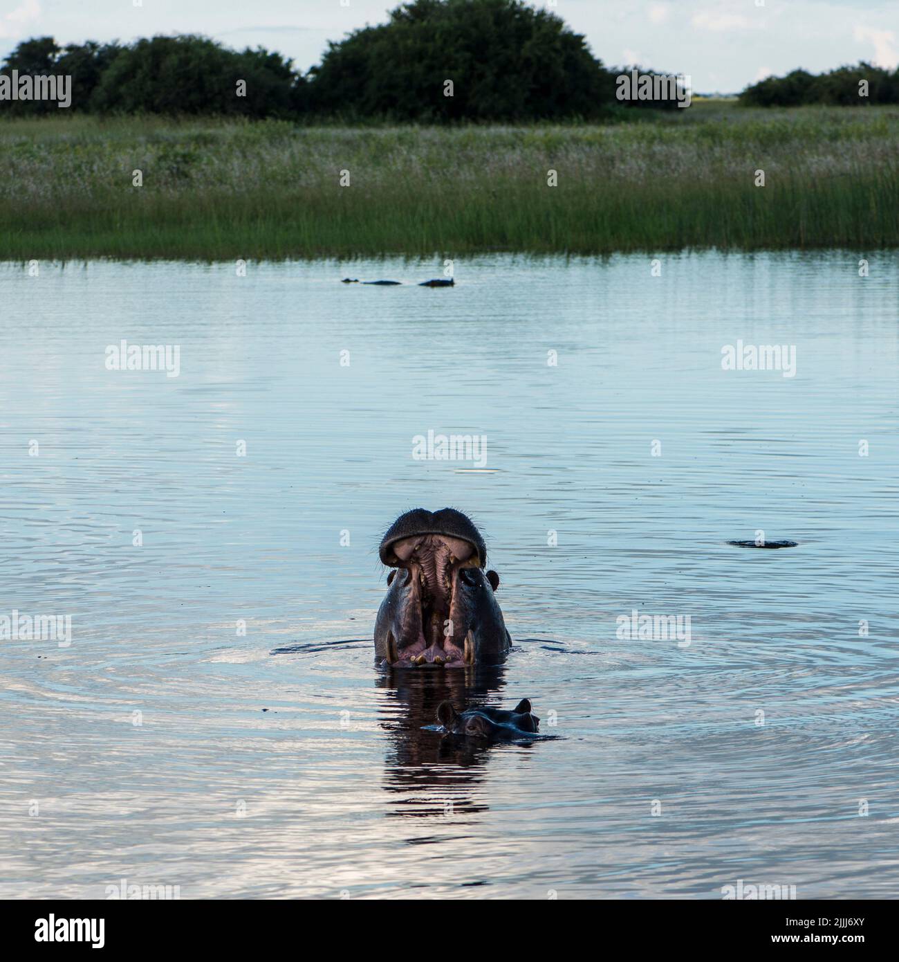 Stagno di Hippo, Botswana Foto Stock