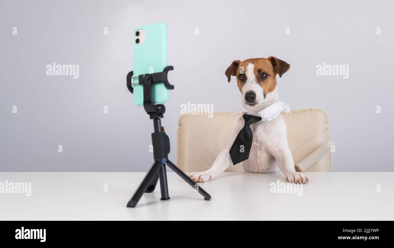 Dog jack russell terrier in una cravatta si siede a una trasmissione desktop in diretta su uno smartphone. Foto Stock