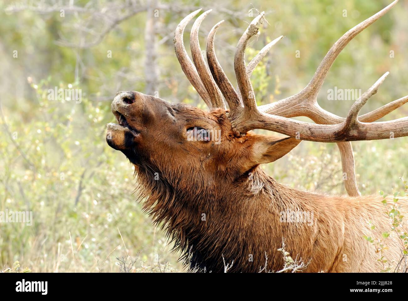 Un ritratto ravvicinato di un alce toro ' Cervs elaphus', che chiama, per attrarre un compagno durante la stagione di rutting in Alberta rurale Canada. Foto Stock