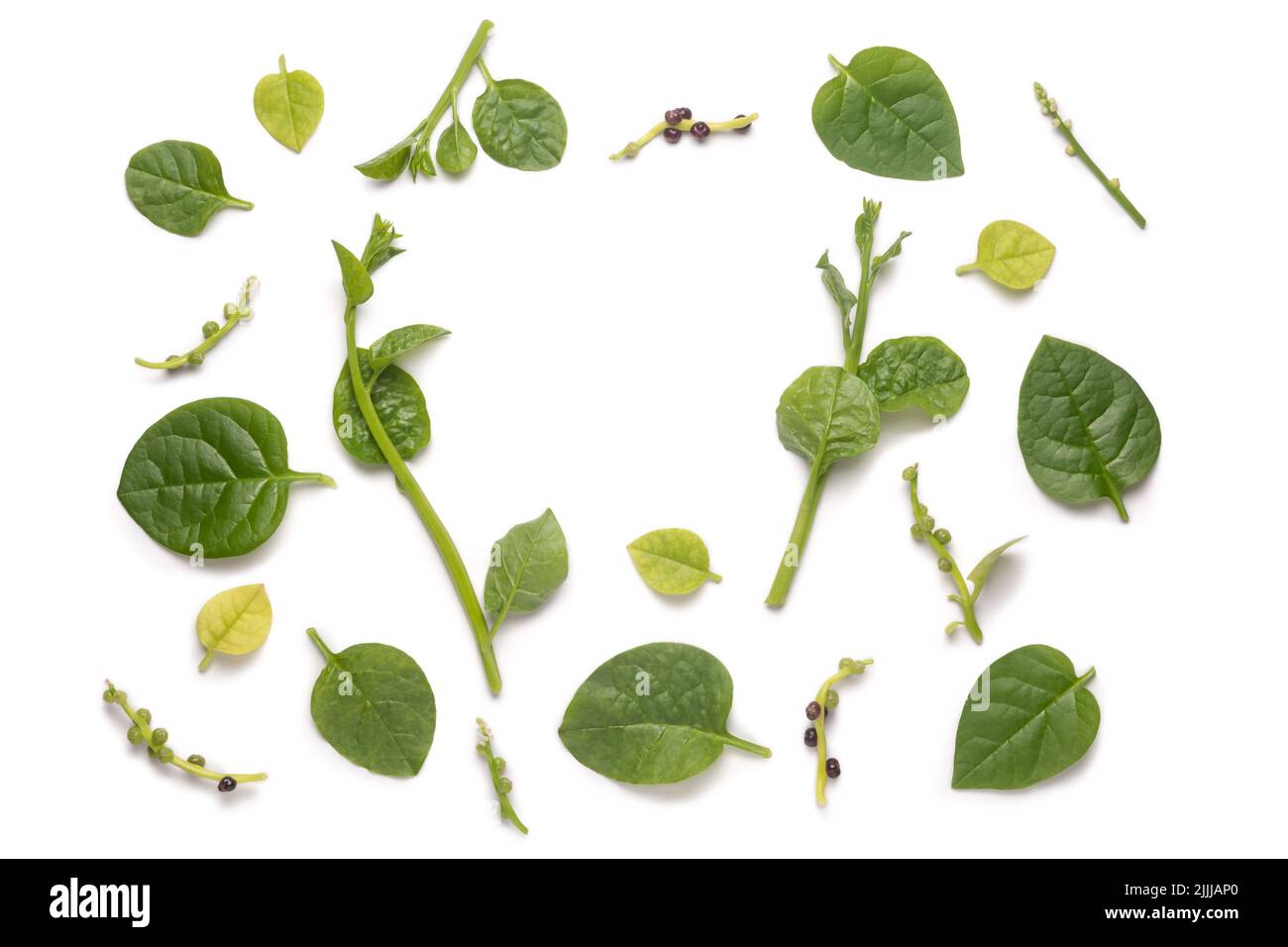 parti di piante di spinaci di malabar, piante di spinaci di ceylon, basella alba o basella rubra conosciuto come spinaci di vite, erbe medicinali su sfondo bianco Foto Stock