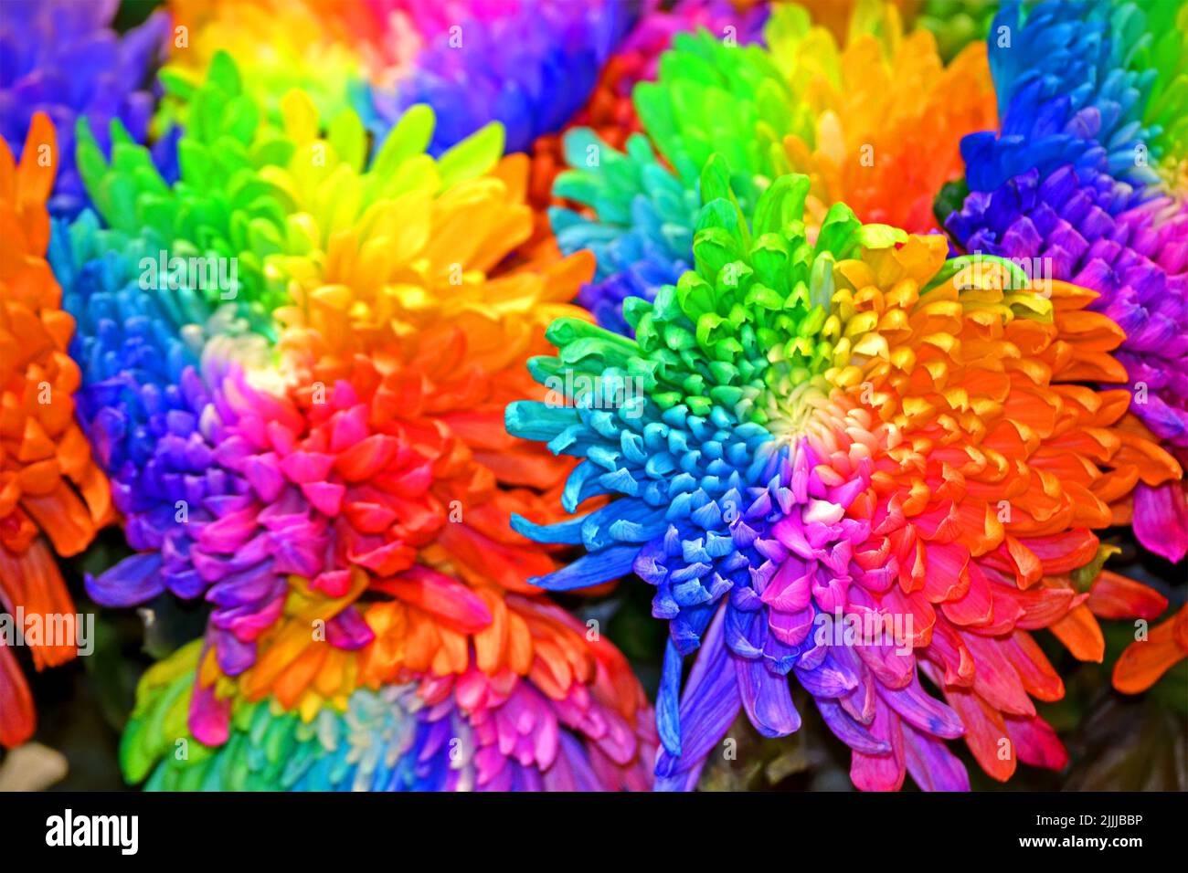 closeup chrysanthemum arcobaleno, fiori diversi diversità di colore Foto Stock