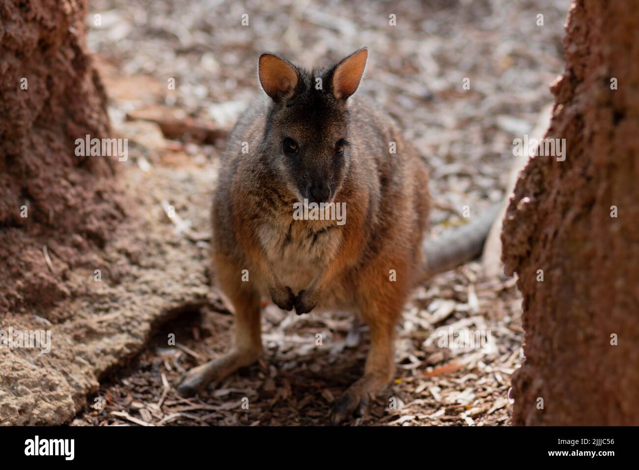 Un selettivo di un wallaby fra le rocce Foto Stock