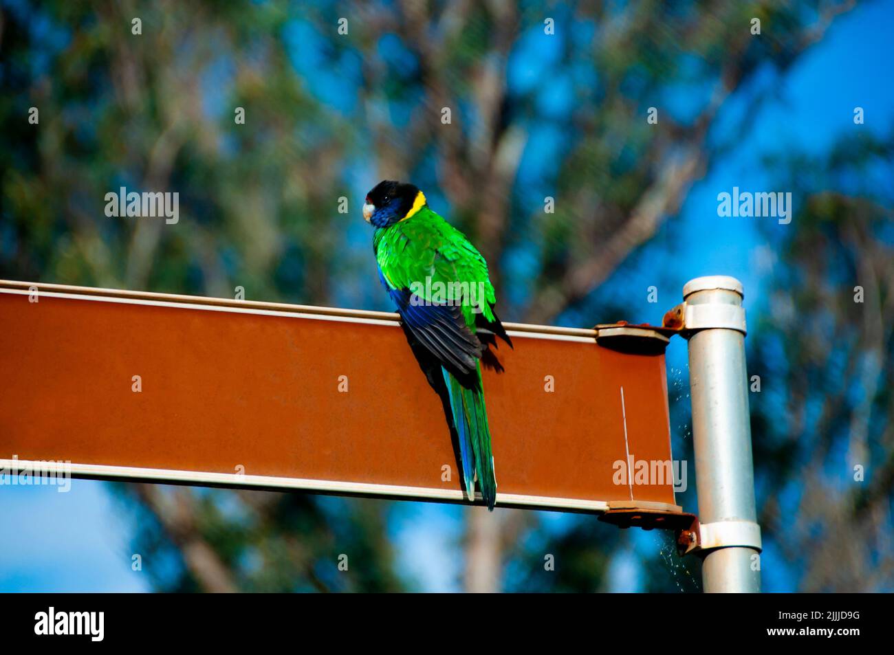 Australian Ringneck Parrot - Australia Occidentale Foto Stock