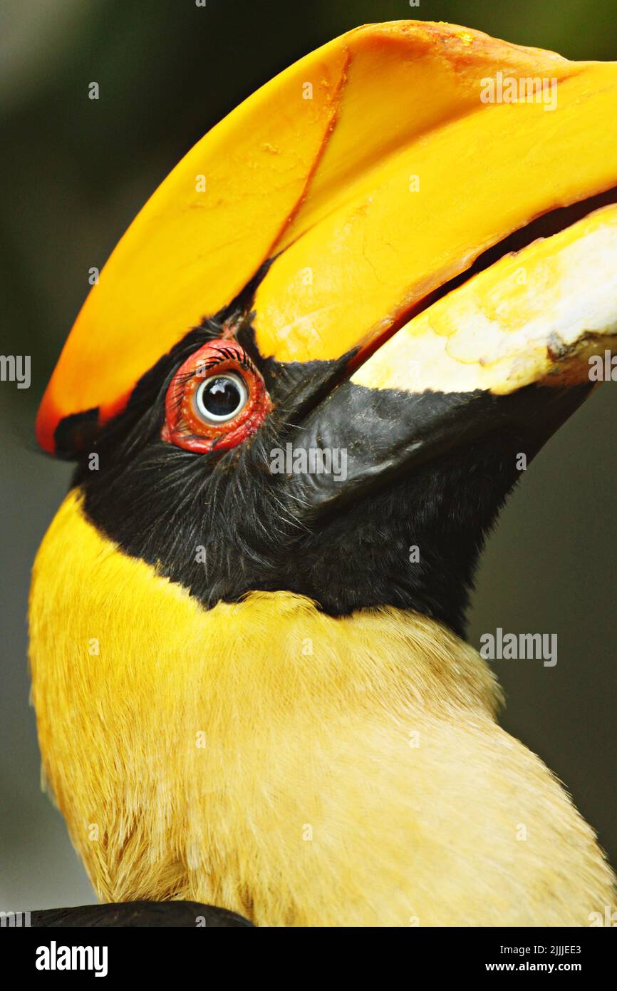 A causa della perdita di habitat e della caccia in alcune zone, la grande hornbill è considerata vulnerabile nella Lista Rossa IUCN delle specie minacciate. È elencato Foto Stock