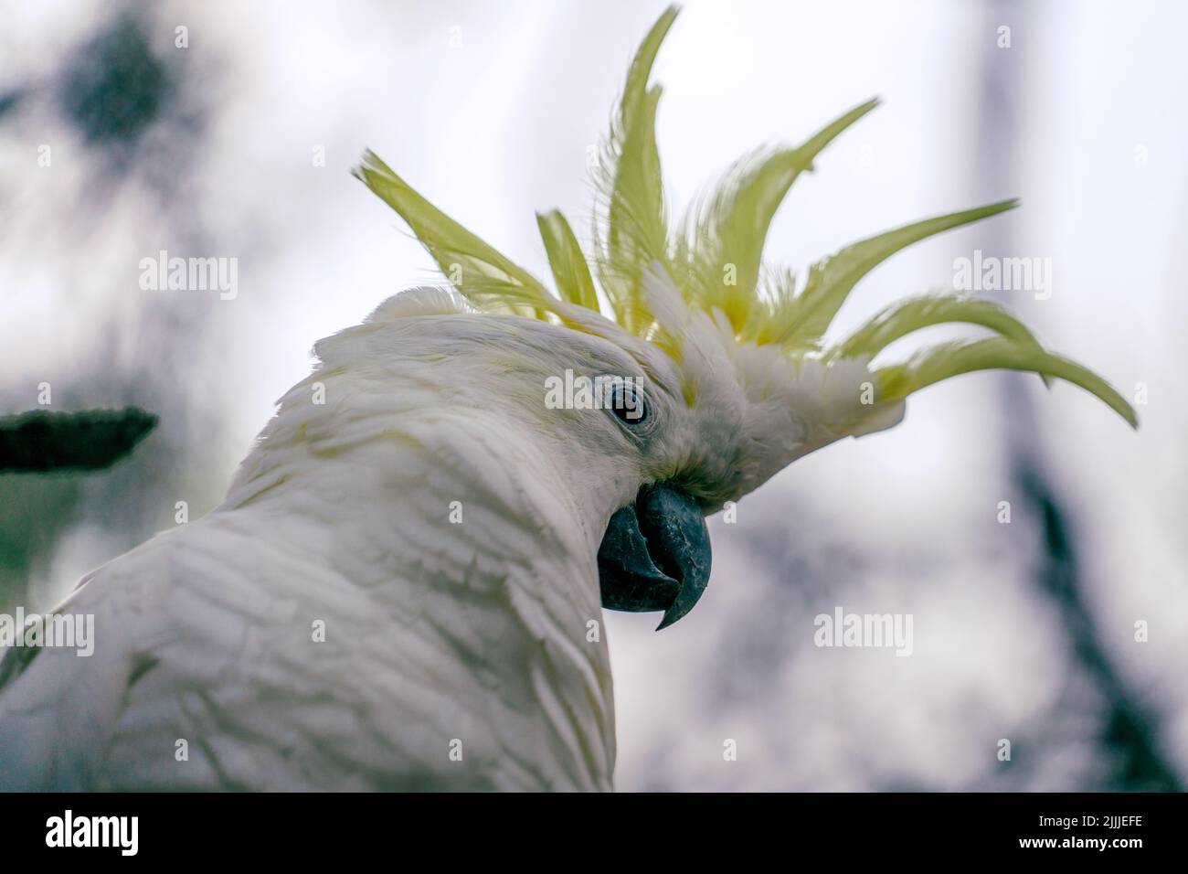 Primo piano di una testa a cockatoo con crepe di zolfo con sfondo chiaro e sfocato Foto Stock