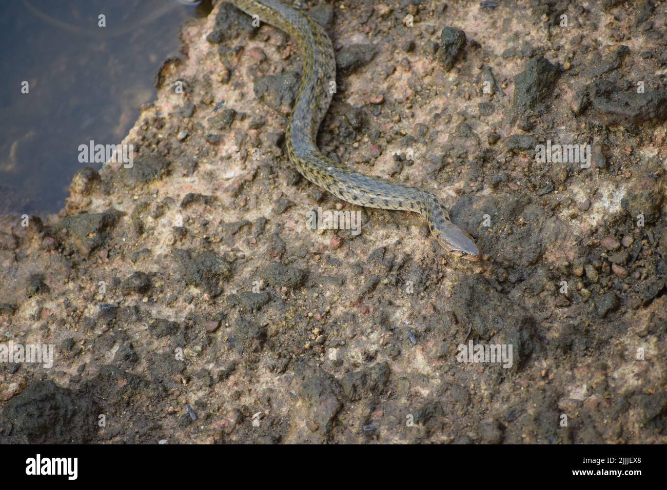 Un serpente esce dall'acqua e strisciare sulla pietra. Foto Stock