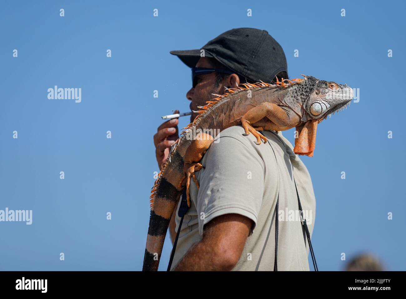 Profondità di campo poco profonda (fuoco selettivo) dettagli con un uomo che porta un iguana su una spiaggia rumena per i turisti di scattare foto con esso. Foto Stock
