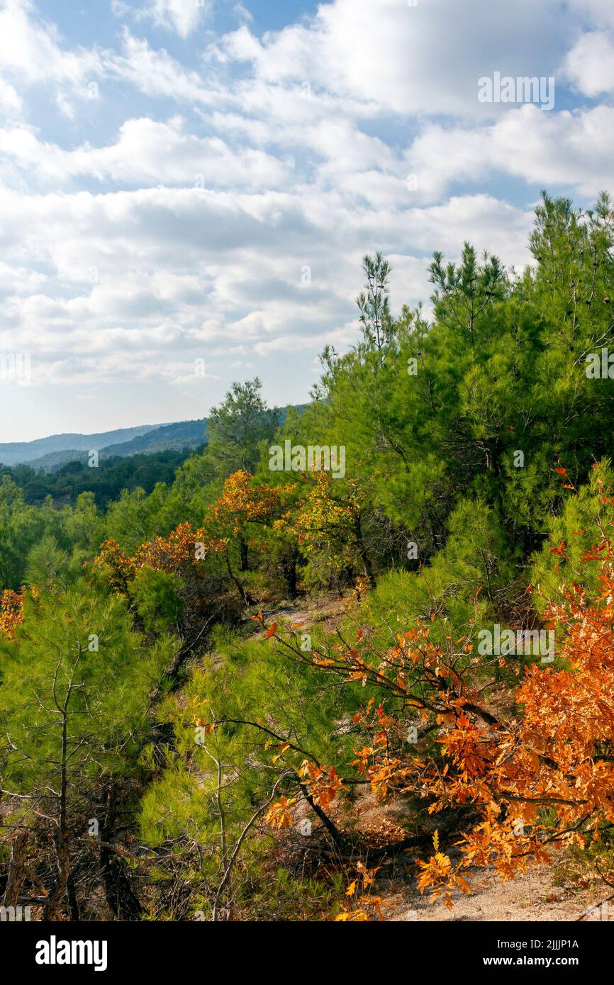 Il Parco Nazionale della Foresta di Dadia-Lefkimi-Soufli, un'importante riserva naturale nella regione di Tracia, nel nord della Grecia, un santuario di fauna selvatica immensamente importante. Foto Stock