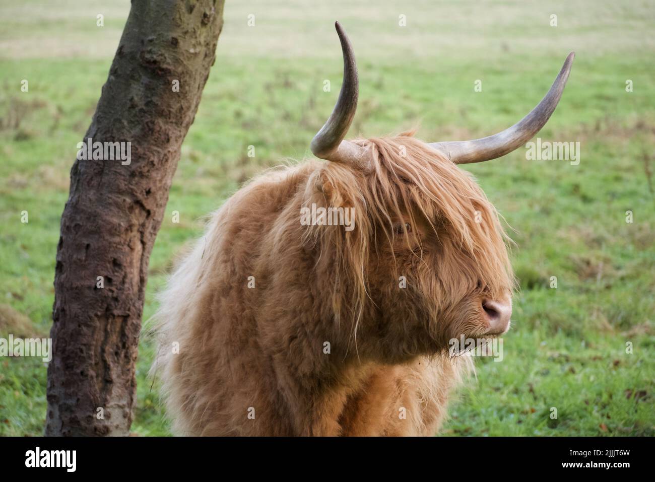 Un primo piano di un toro marroni ricci in piedi sul verde erba Foto Stock