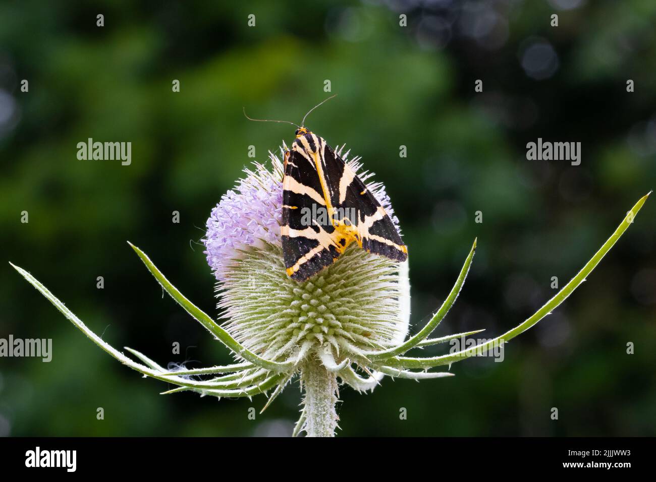 A Jersey Tiger Moth, euplagia quadripunctara, conosciuta anche come la bandiera spagnola su uno stabilimento Teasel a Bere Marsh Farm, Shillingstone, North Dorset UK - Foto Stock