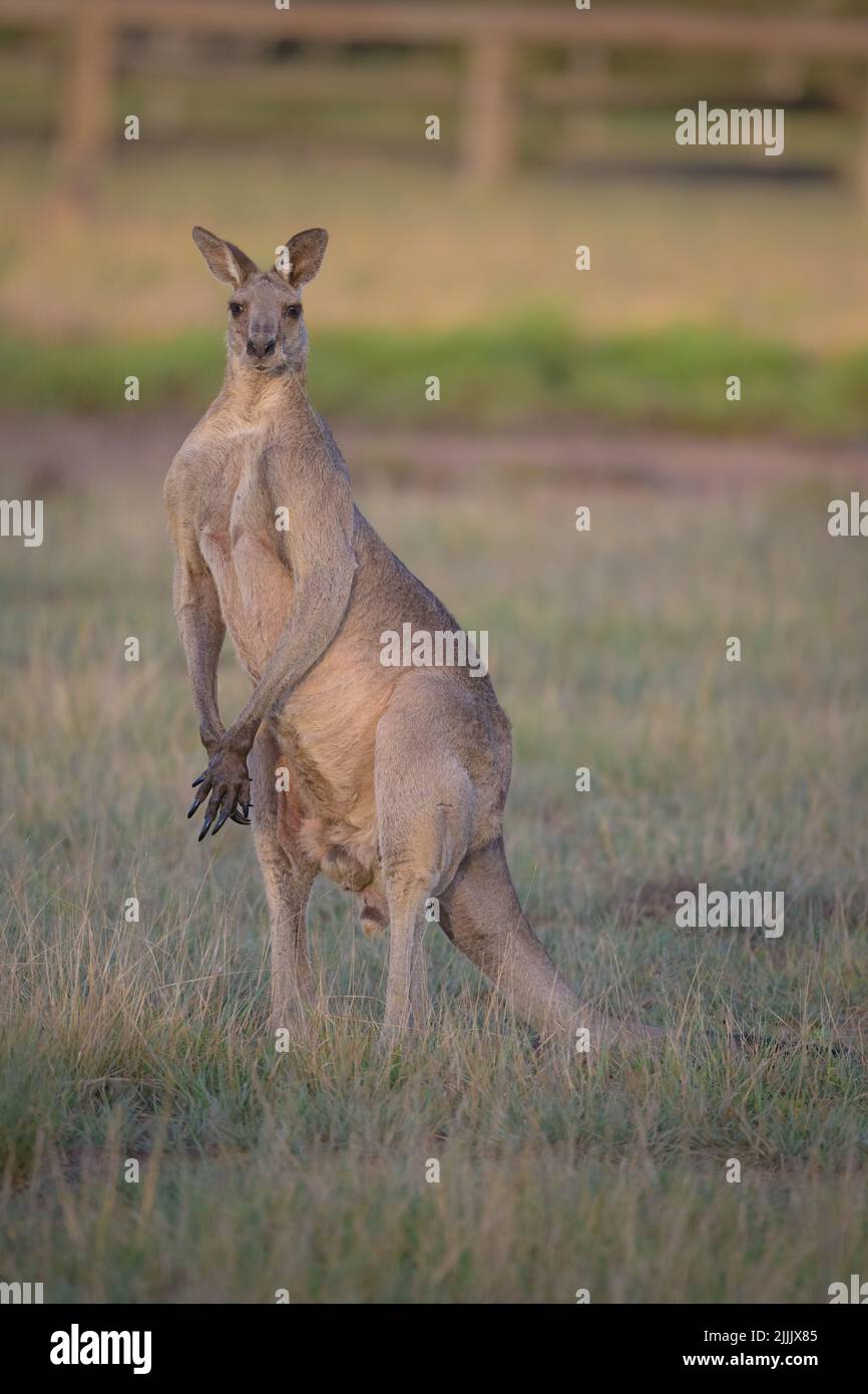 Un grande canguro grigio orientale, muscoloso, maschile, è molto alto e si affaccia sul pericolo nella zona del campo di St Lawrence nel Queensland centrale, Australia. Foto Stock