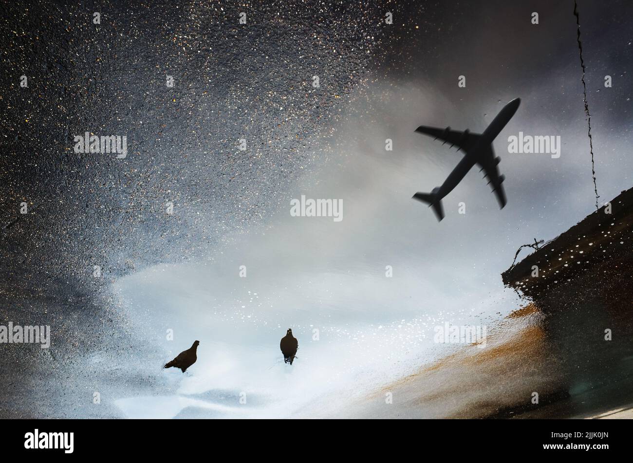 Riflessione di due uccelli e un aereo volante in una pozzanghera sull'asfalto dopo la pioggia. Fotografia astratta in città strada Foto Stock