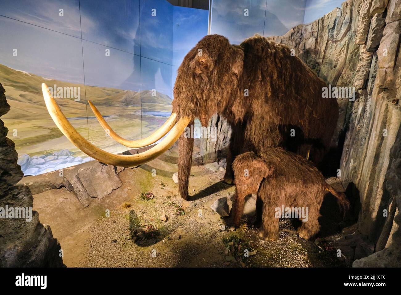 Display diorama di un modello ripieno di un mammut lanoso con il suo bambino. Al National Museum di Cardiff, Galles, Regno Unito. Foto Stock