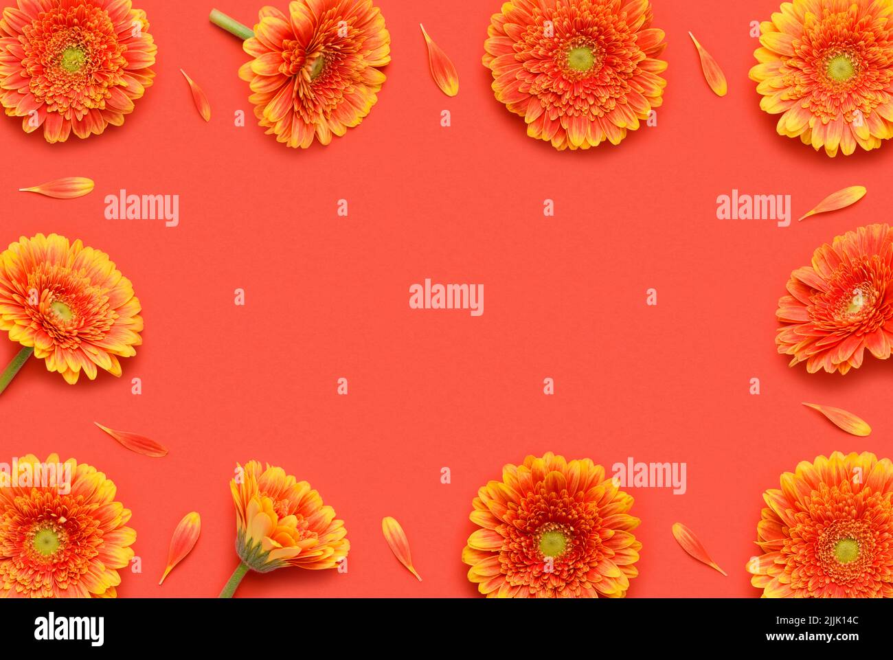 Gerbera fiori e petali cornice su sfondo rosso vista dall'alto piatto Foto Stock