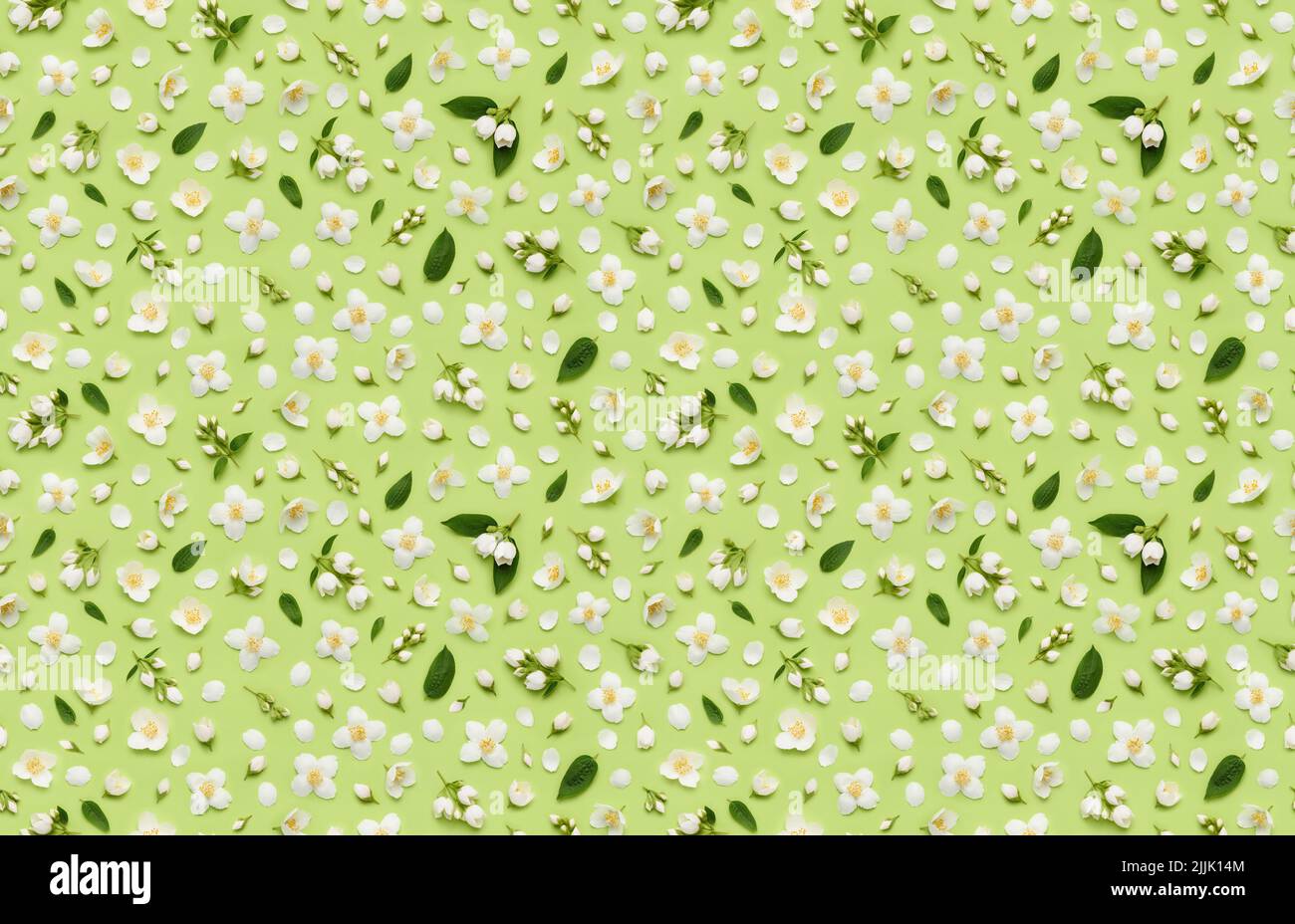 Motivi floreali senza cuciture di Jasminum grandiflorum Royal Jasmine fiori, foglie germogli e petali su sfondo verde vista dall'alto posa piatta Foto Stock