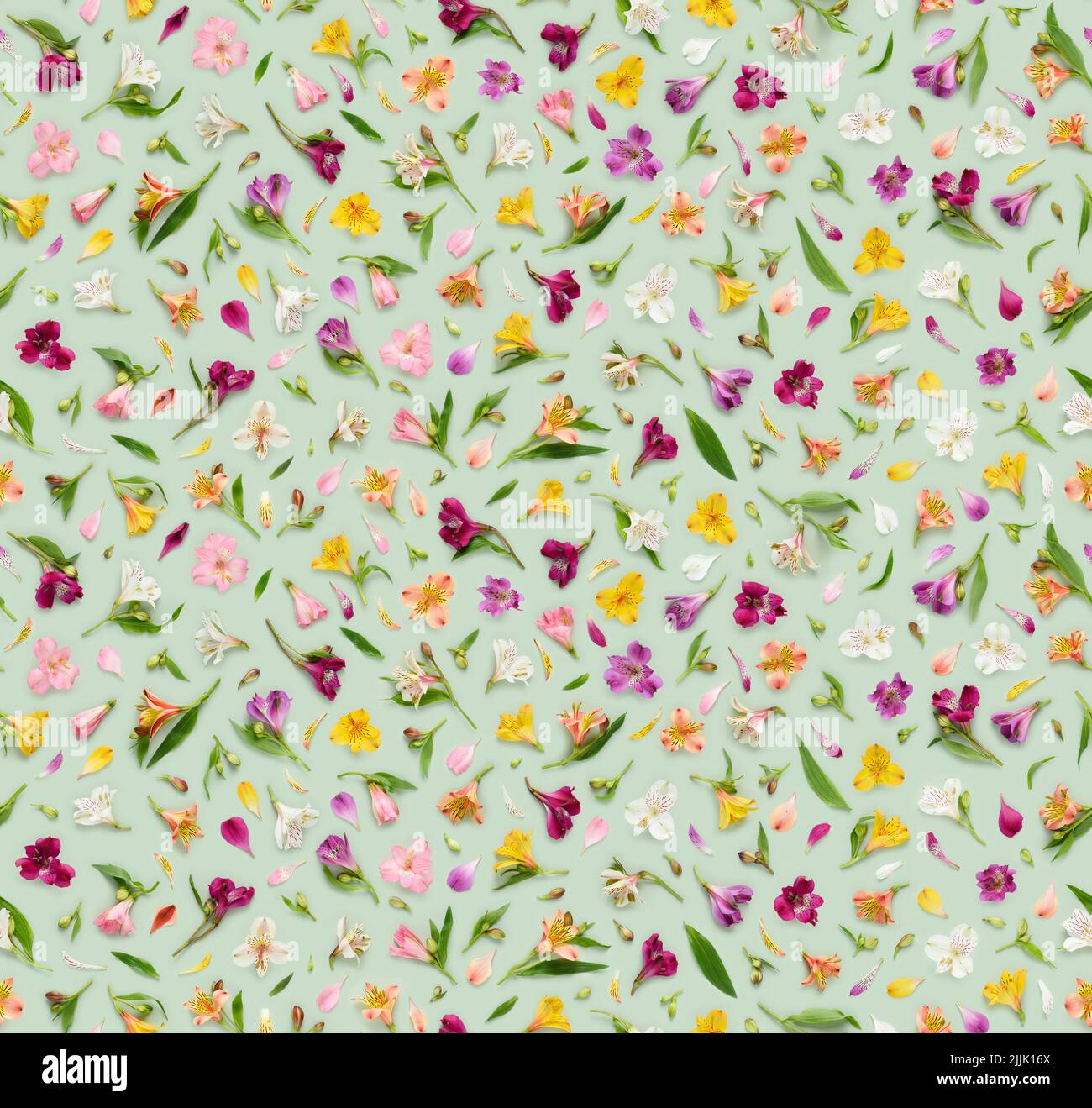 Motivi floreali senza cuciture di fiori assortiti di Alstroemeria, noti anche come giglio peruviano o giglio degli Incas, foglie gemme e petali su sfondo verde Foto Stock