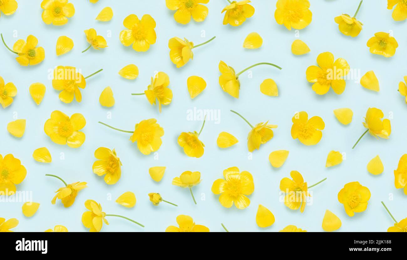 Motivo floreale senza cuciture di farfalle gialle in fiore, fiore verde prato comune, con germogli e petali vista dall'alto fondo piatto Foto Stock