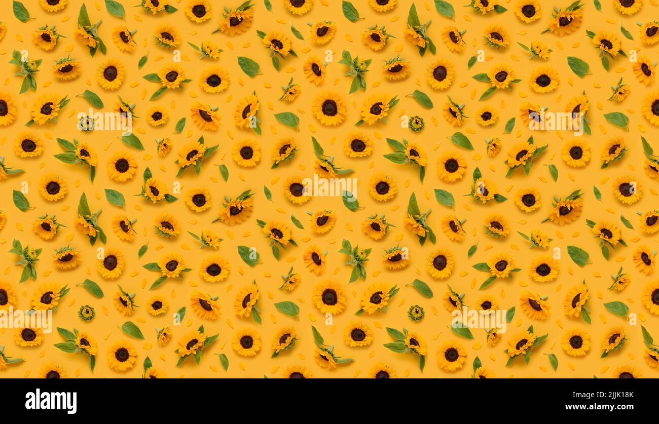 Motivo floreale senza giunture di fiori ornamentali di girasole, foglie di boccioli e petali su sfondo giallo vista dall'alto piatto Foto Stock