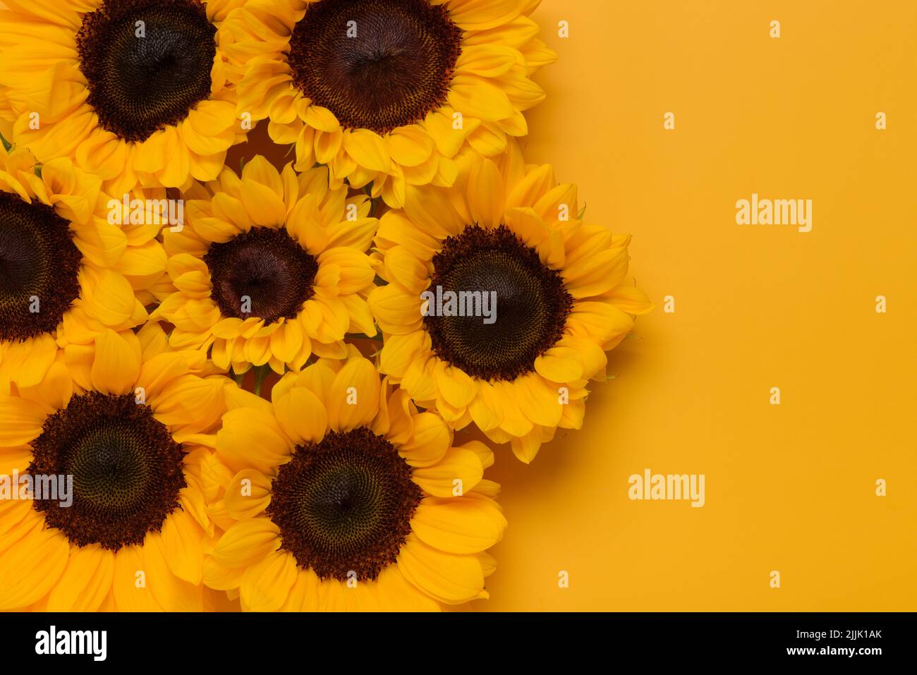 Fiori di girasole in fiore bordo su sfondo arancione con spazio copia vista dall'alto piatto Foto Stock