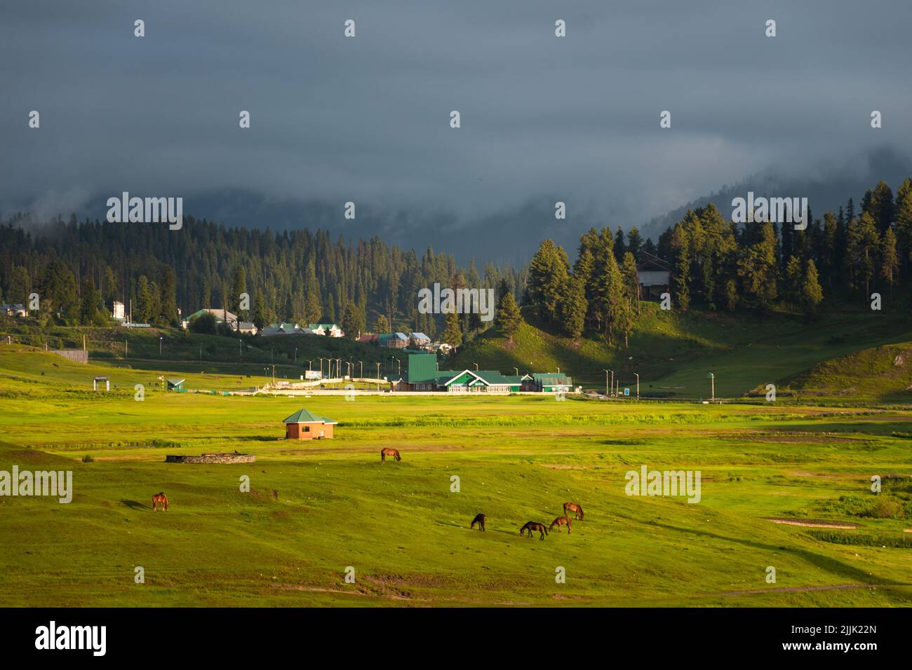 Cavalli sul prato in Gulmarg, Jammu e Kashmir, India. Foto Stock