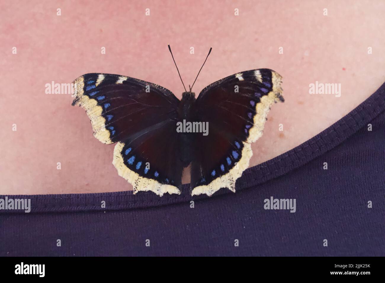 Una farfalla in lutto sul petto di una donna. Stendere le ali. Primo piano. Foto Stock