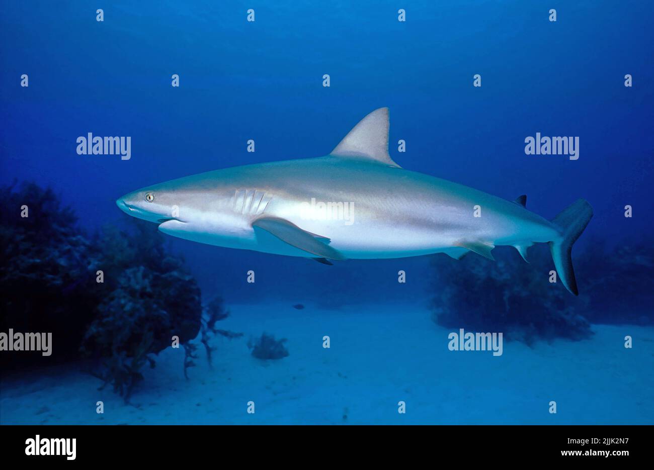 Caribbean Reef Sharks (Carcharhinus perezi), Bahamas, Caraibi, Oceano Atlantico Foto Stock