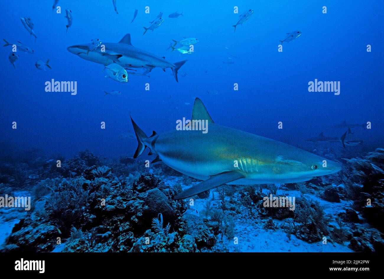 Caribbean Reef Sharks (Carcharhinus perezi), Bahamas, Caraibi, Oceano Atlantico Foto Stock