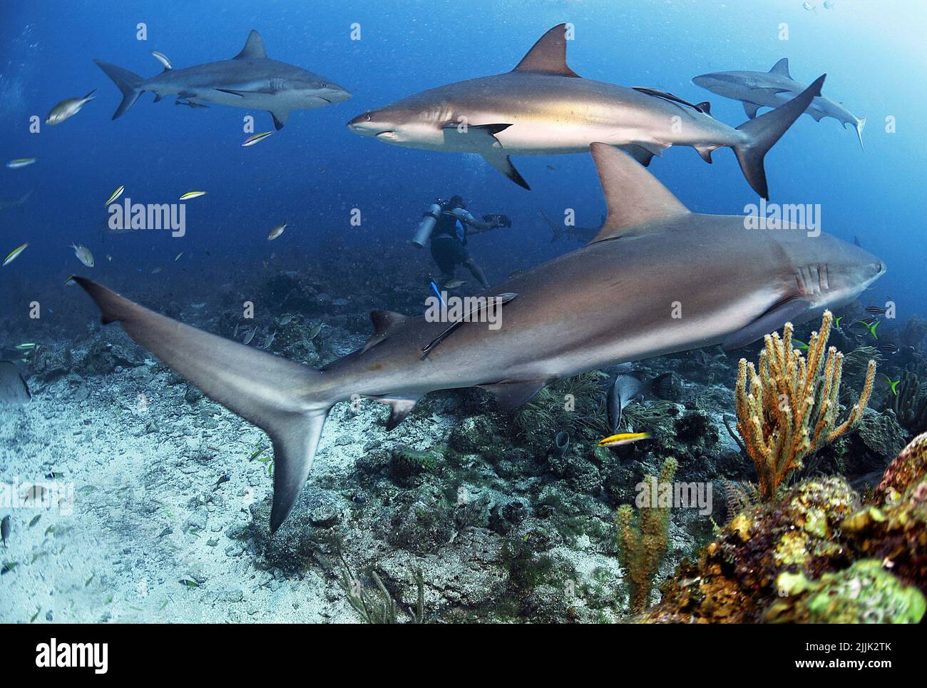 Carcharhinus perezi, Roatan, Bay Islands, Honduras, Caraibi Foto Stock
