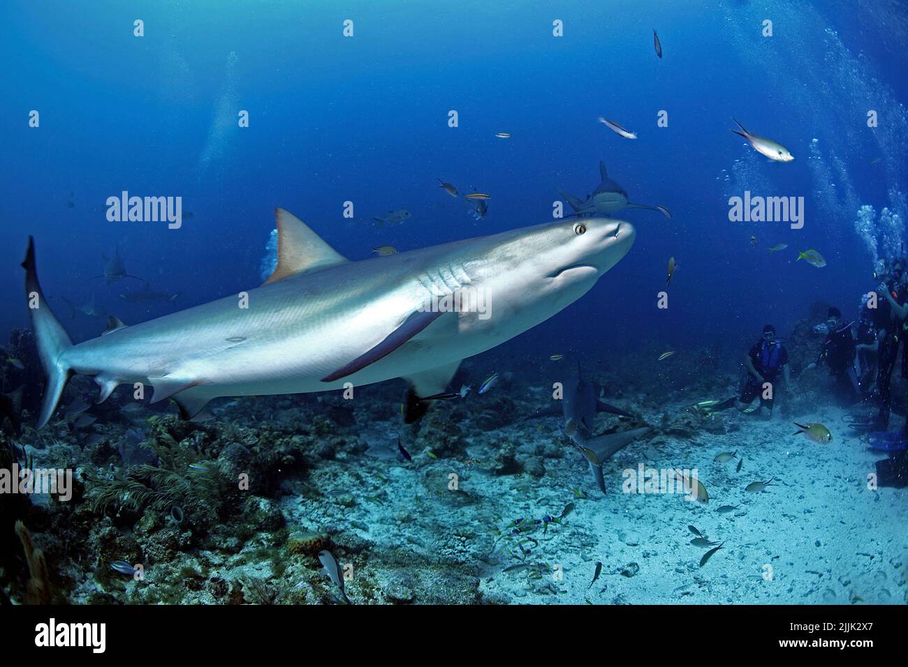 Squalo Caribbean Reef (Carcharhinus perezi) e subacquei ad un'alimentazione di squalo, Roatan, Bay Islands, Honduras, Caraibi Foto Stock