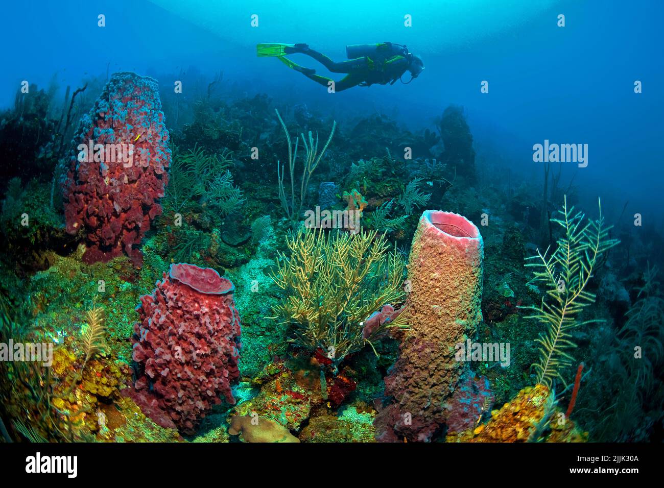 Subacqueo a gigantesche spugne di Barrel (Xestospuggia testudinaria) in una barriera corallina caraibica, Roatan, Bay Islands, Honduras, Caraibi Foto Stock