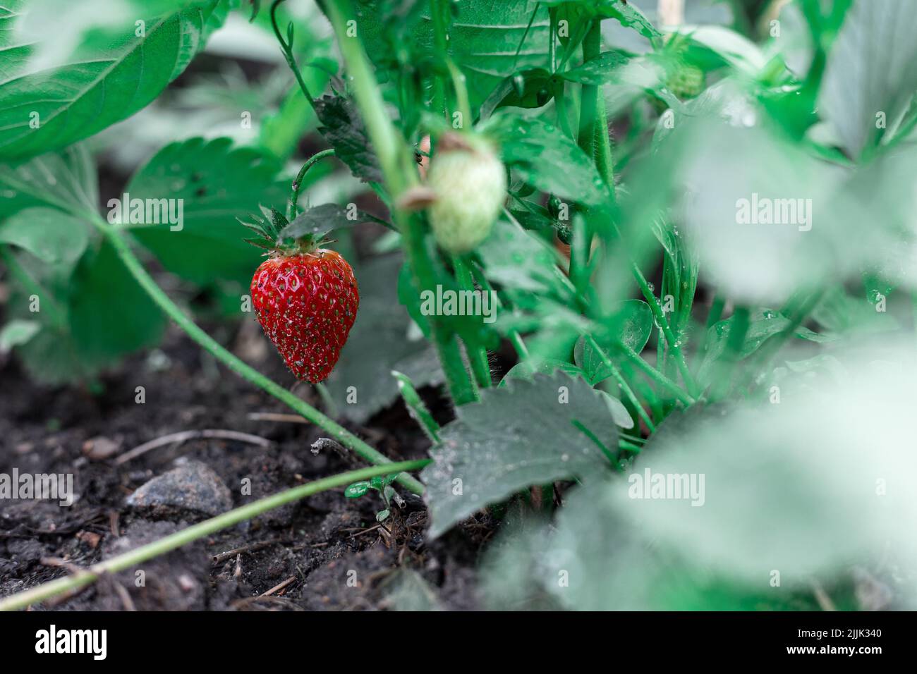 Fragole rosse su un ramo. Berry in giardino. Foto Stock