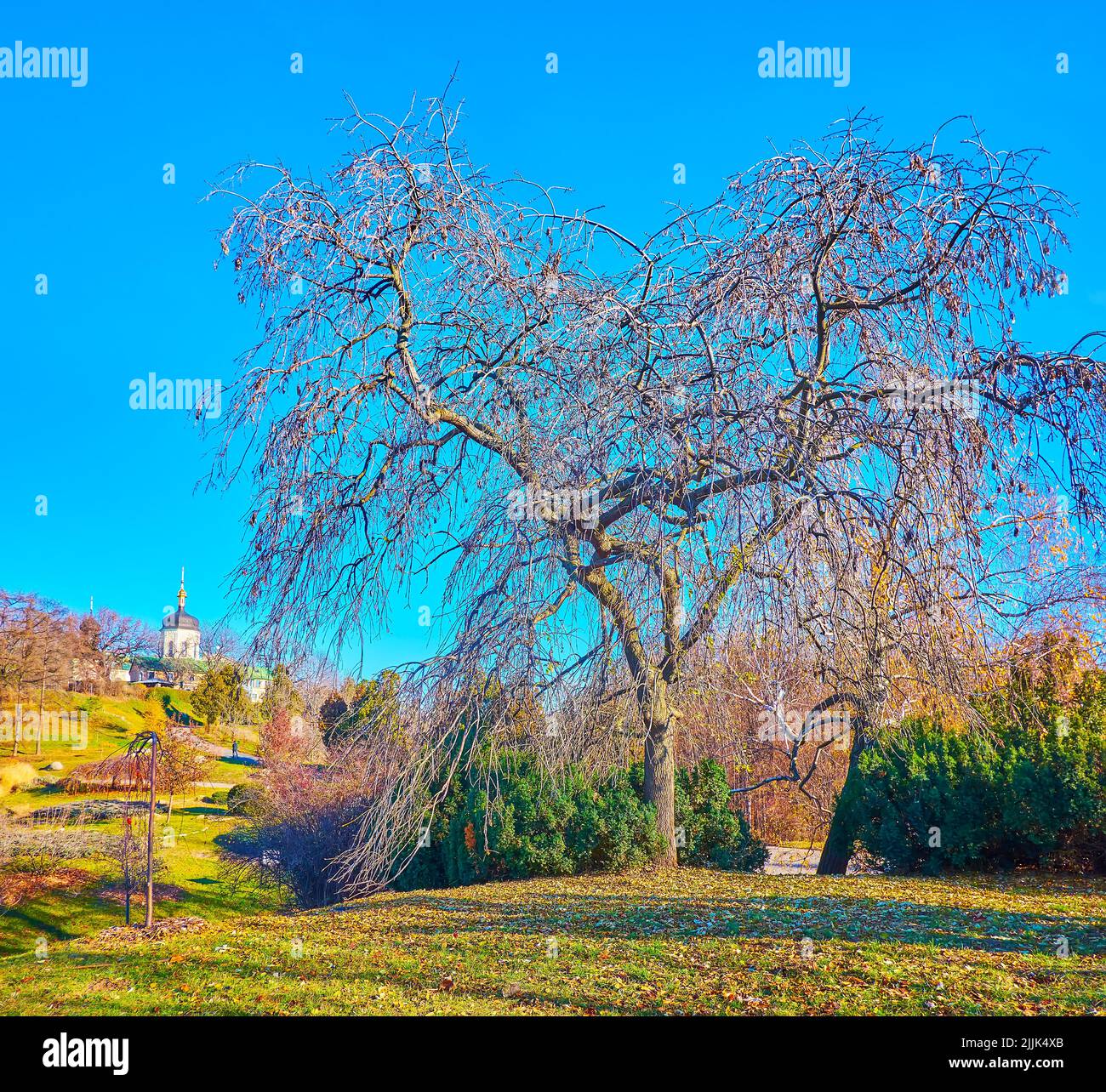 Il campanile della Chiesa di San Giona sulla collina nel Giardino Botanico di Kyiv con albero diffuso in primo piano, Ucraina Foto Stock