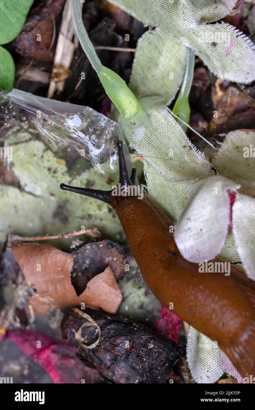 Slug passare attraverso il Cestino ad Amsterdam Paesi Bassi 22-7-2022 Foto Stock