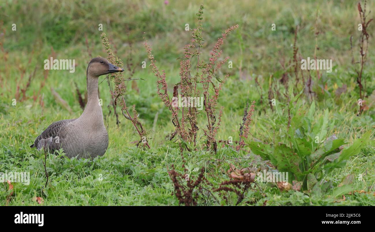 Tundra oca di fagioli, Anser fabalis rossicus in piedi nella zona umida Foto Stock