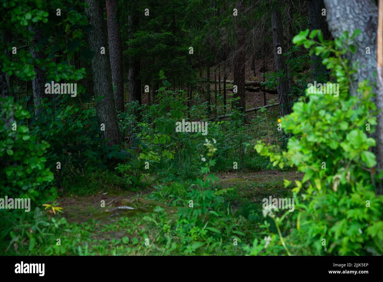 Cespugli verdi in una pineta in una zona ombreggiata. Paesaggio forestale Foto Stock