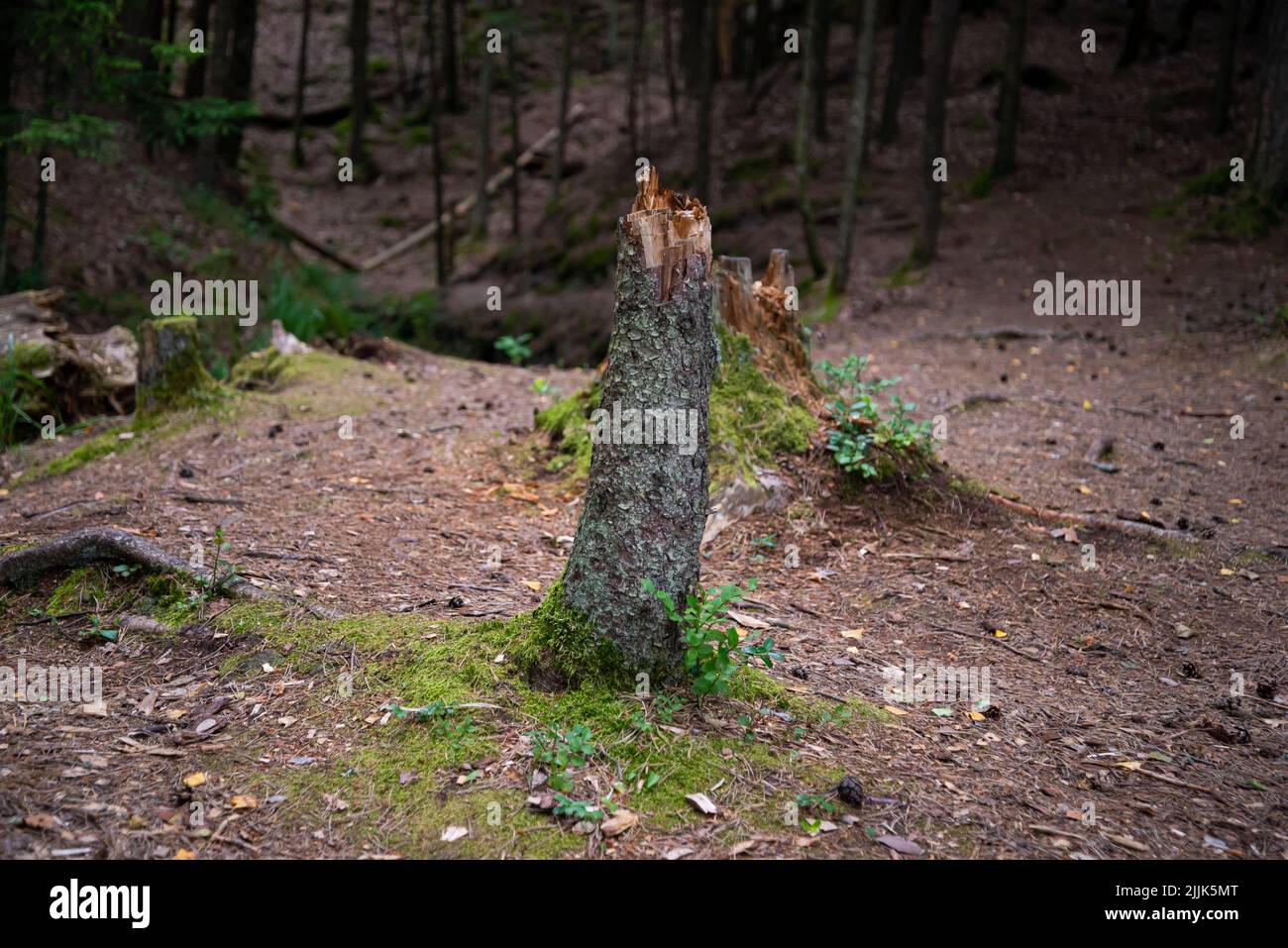 tronco di albero rotto nella foresta. Primo piano. Foto Stock