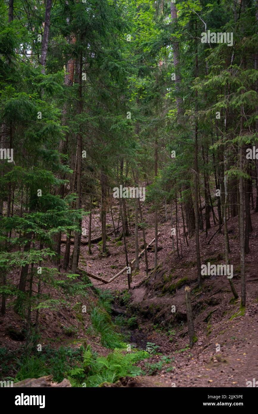 paesaggio forestale drammatico con un burrone dove l'acqua da una sorgente di foresta scorre. Foto Stock