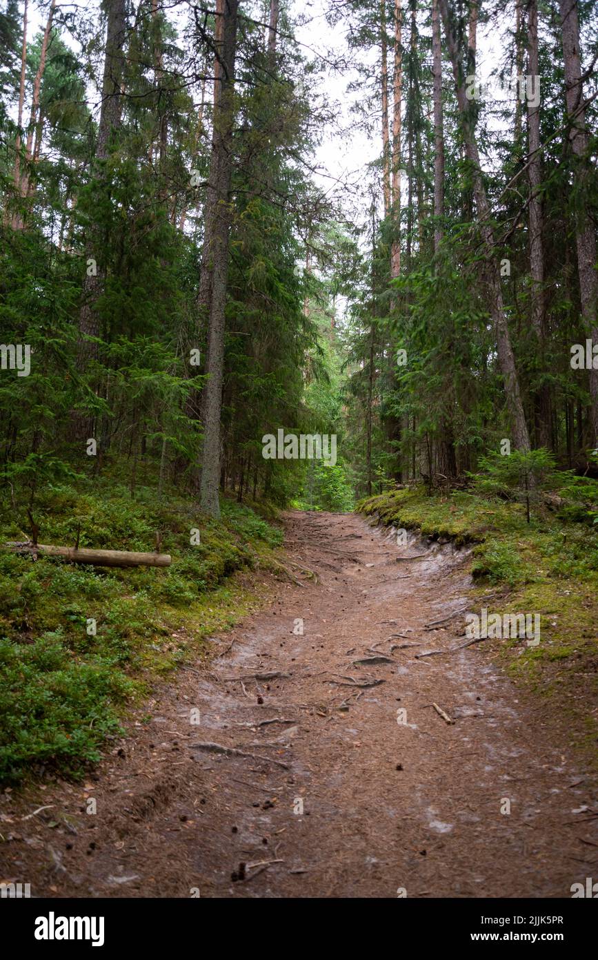 percorso nella foresta con radici di albero camminato da raccoglitori di funghi e bacche picker. coperto con aghi di albero. Salita. Foto Stock