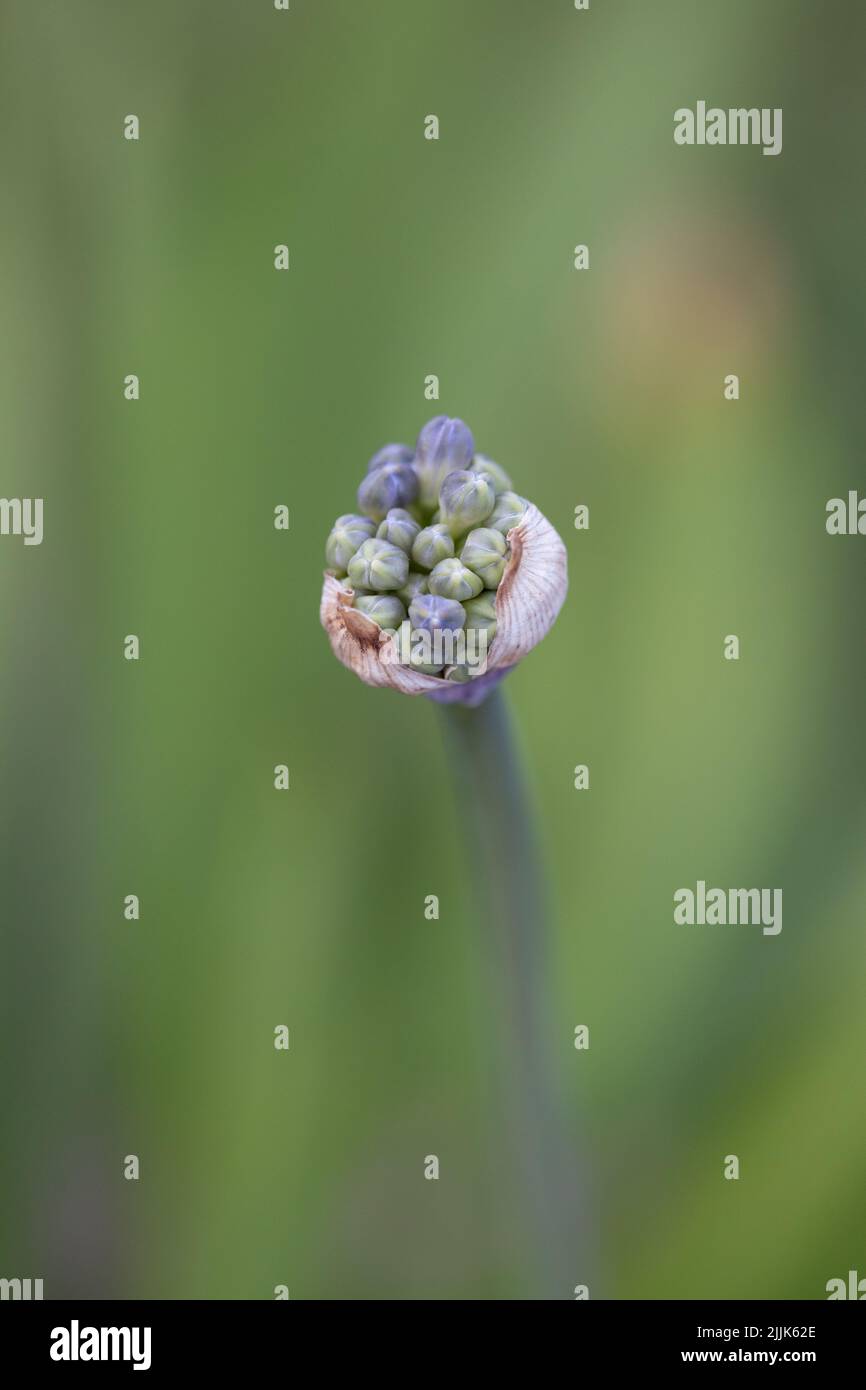 agapanthus in erba contro uno sfondo verde fuori fuoco Foto Stock