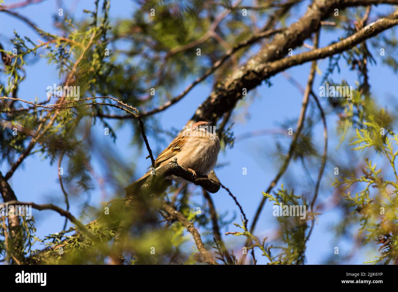 Un primo piano di un passero eurasiatico (Passer montanus) su un albero Foto Stock