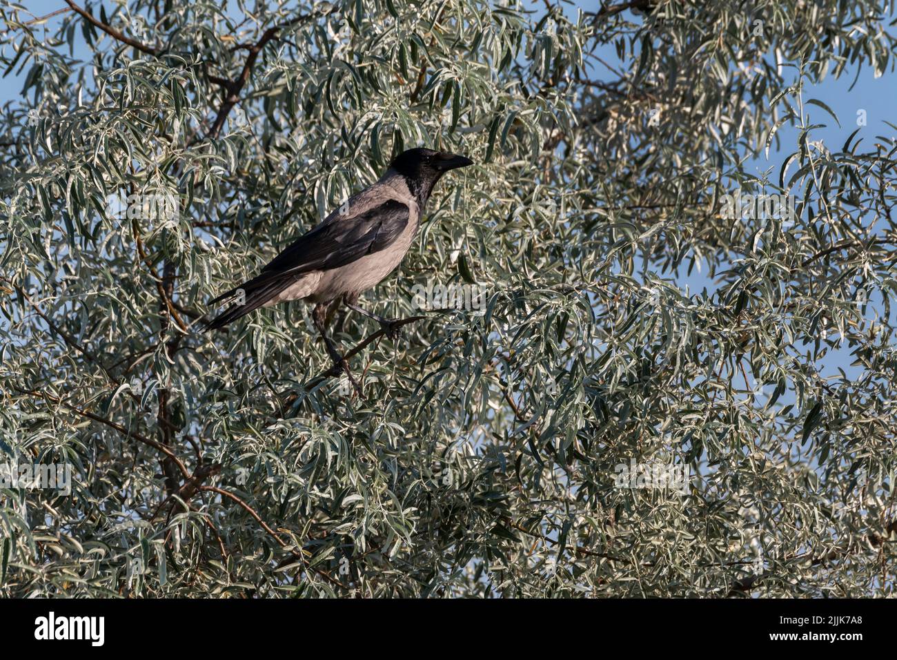 Corvo con cappuccio (Corvus corone cornice). Romania Foto Stock