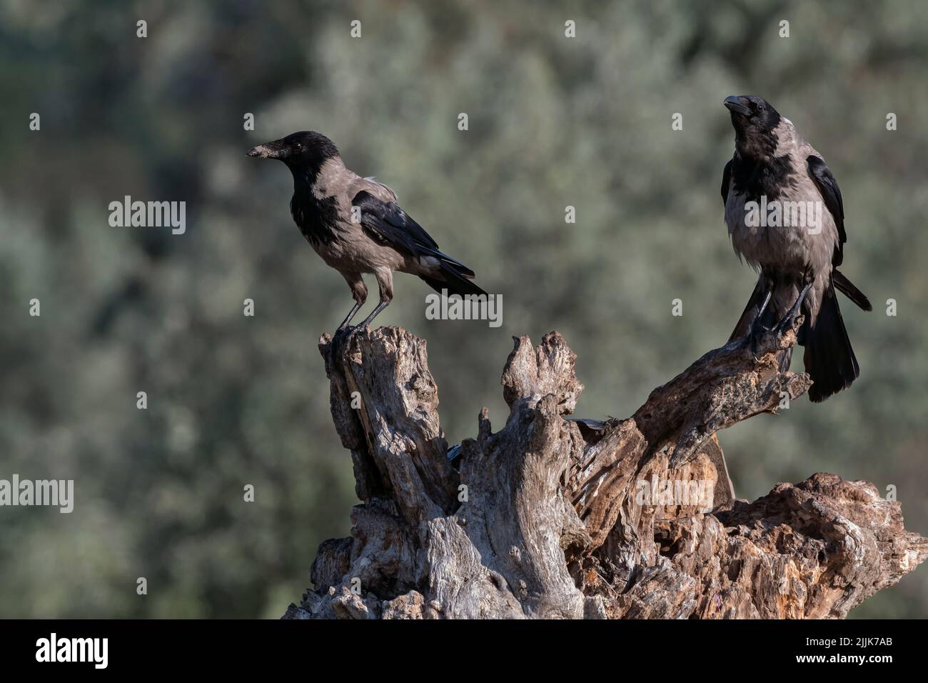 Corvo con cappuccio (Corvus corone cornice). Romania Foto Stock