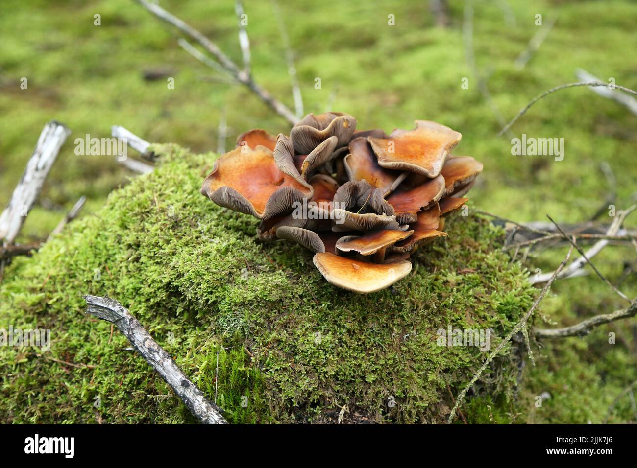 Un primo piano di un mazzo di funghi selvatici che crescono su una terra di muschio Foto Stock
