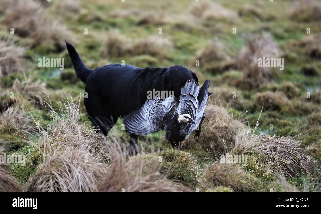 Un cane nero che cammina sulla prateria tenendo in bocca un avvoltoio grigio e nero Foto Stock