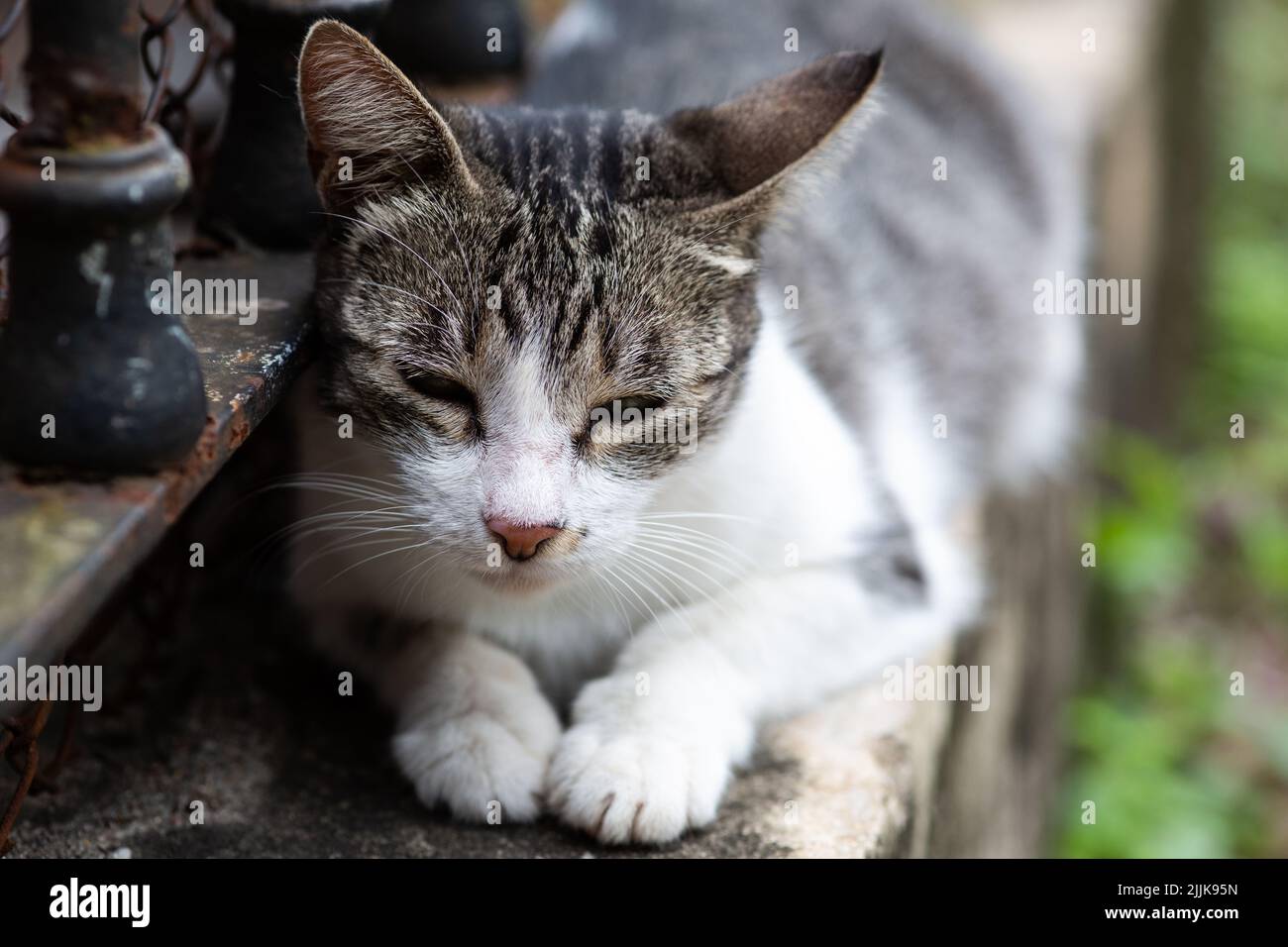 Un primo piano di un gatto all'aperto durante il giorno Foto Stock