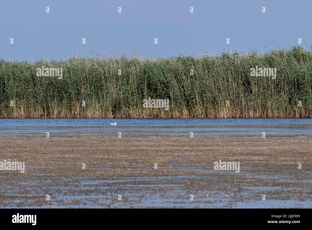 Gull a testa nera (Larus ridibundus). Romania Foto Stock