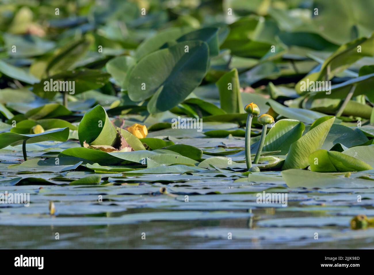 Nana giglio d'acqua (Nuphar lutea). Romania Foto Stock