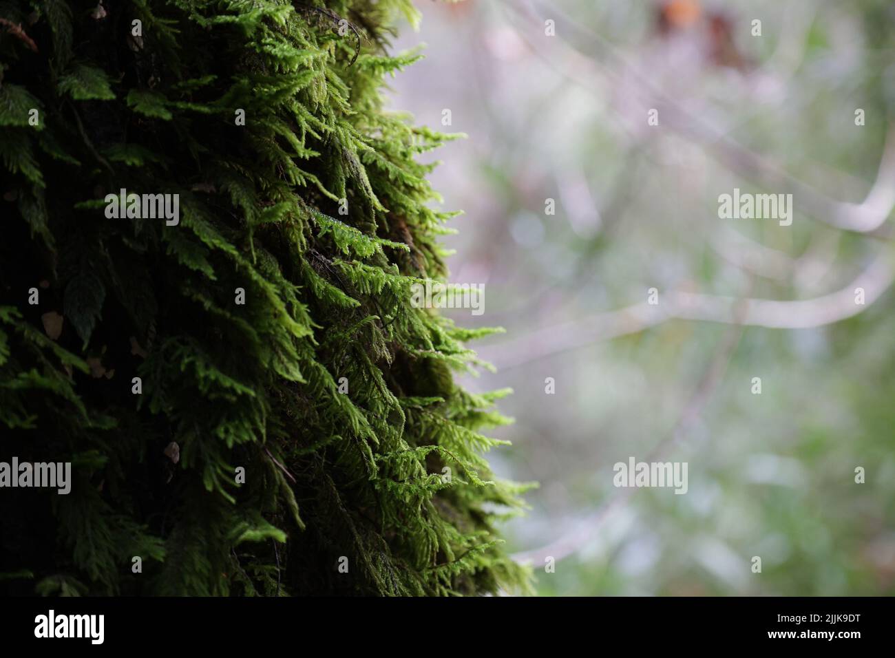 Un primo piano di dettagli sul muschio verde Foto Stock