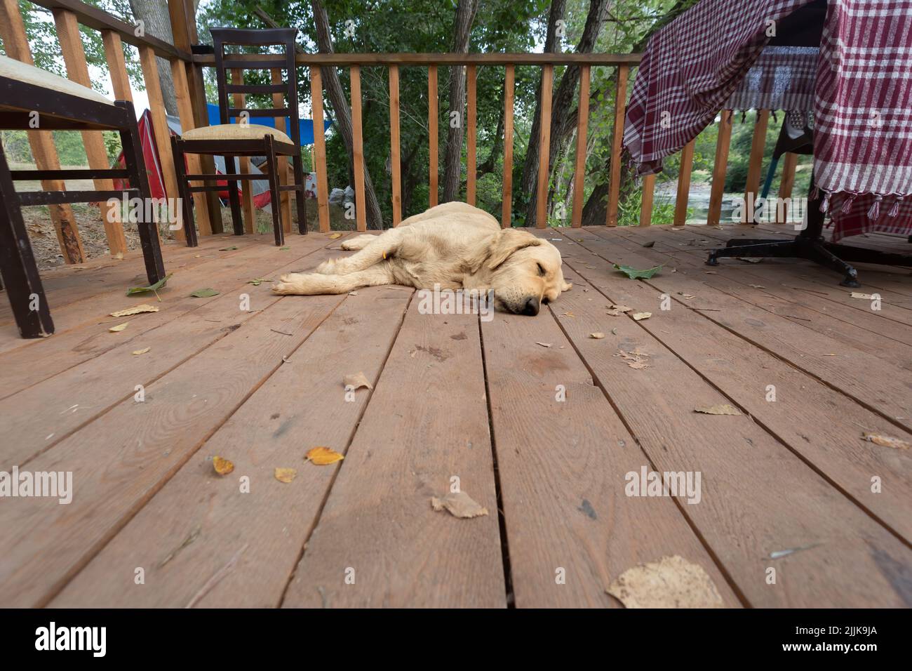 Stanco cane vagone che dorme su una piattaforma di legno, immagine dal livello del suolo. Foto Stock